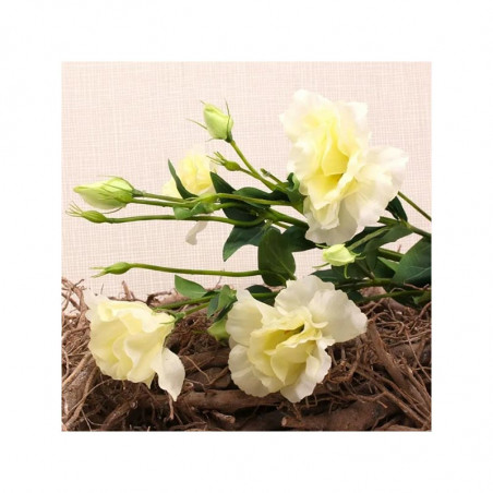 Bouquet de Lysianthus Crème