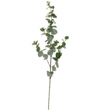 Branche d'Eucalptus  - Thème Champêtre
